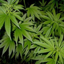 Medical Marijuana